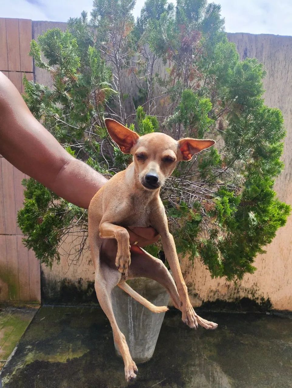 Pinscher 1 - Foto 4