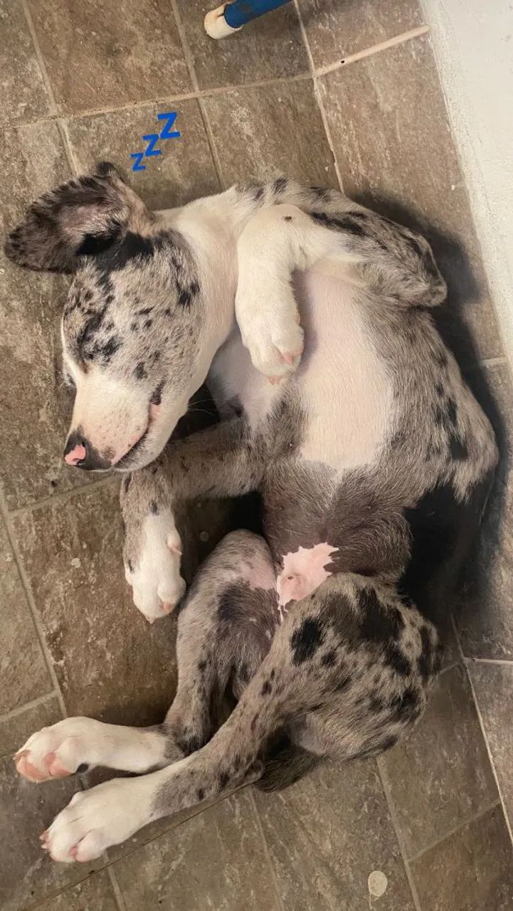 Doasse cachorro - Foto 4