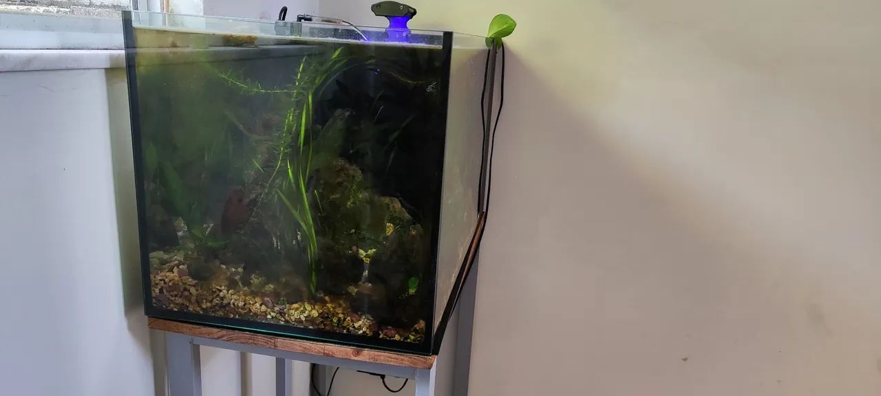Vendo Aquário completo, 100 litros, com sump lateral, bomba, mídia, iluminação, rocha
