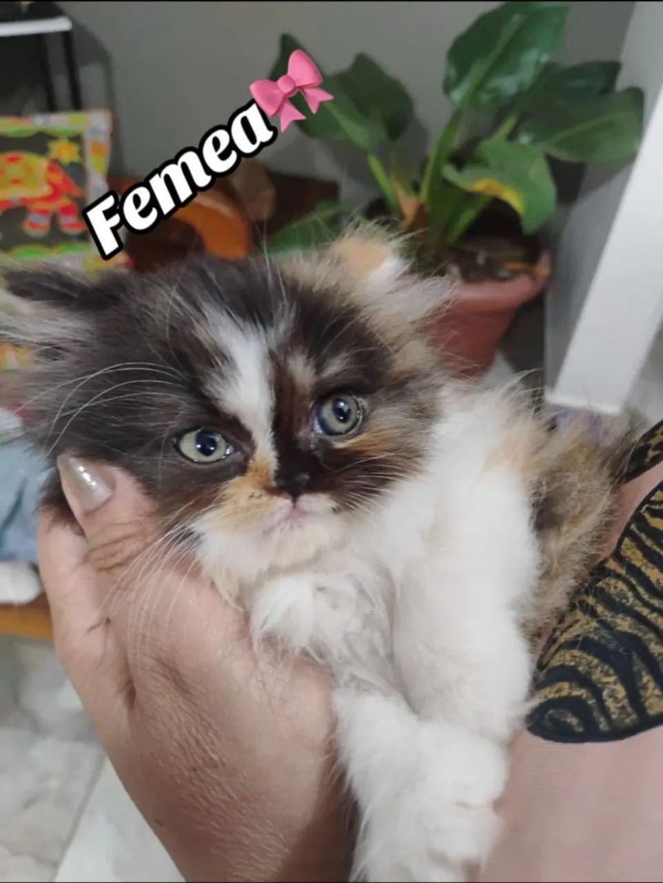 Persas Dollface Americanos  - Foto 3