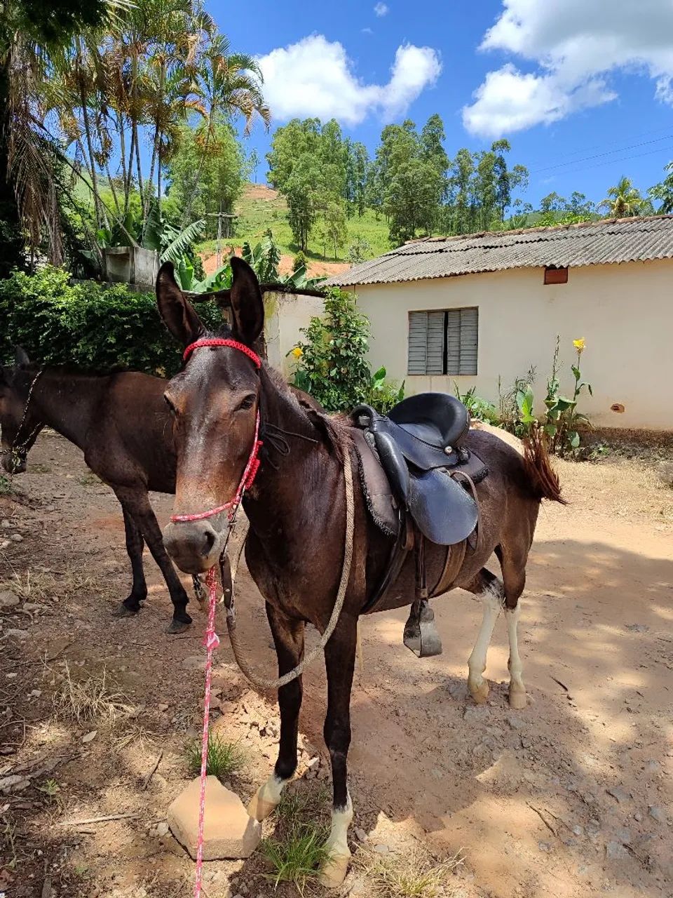 Mula de patrão  - Foto 4
