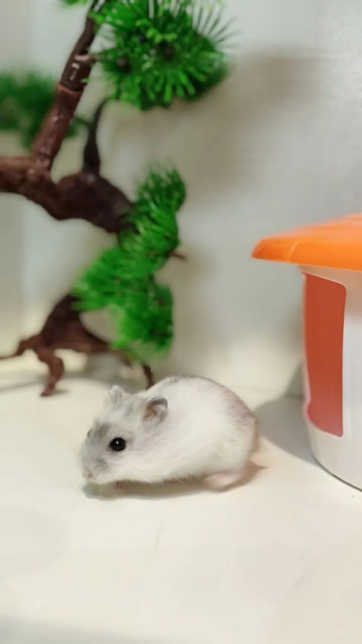 Filhotinhos de Hamster mini - Foto 6