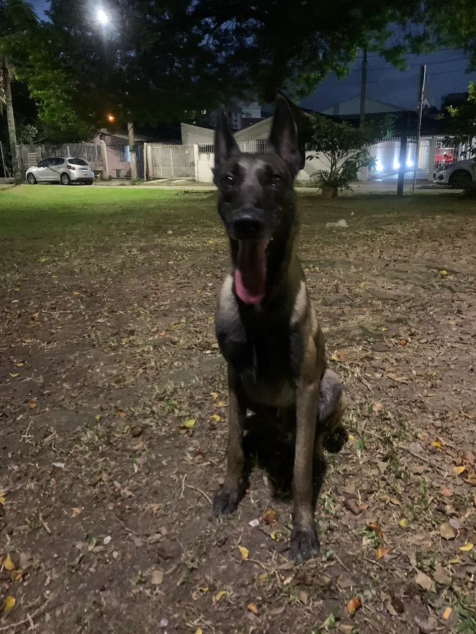 Pastor Belga de Malinois - Foto 5