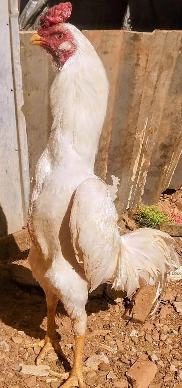 Frango mura - Foto 3