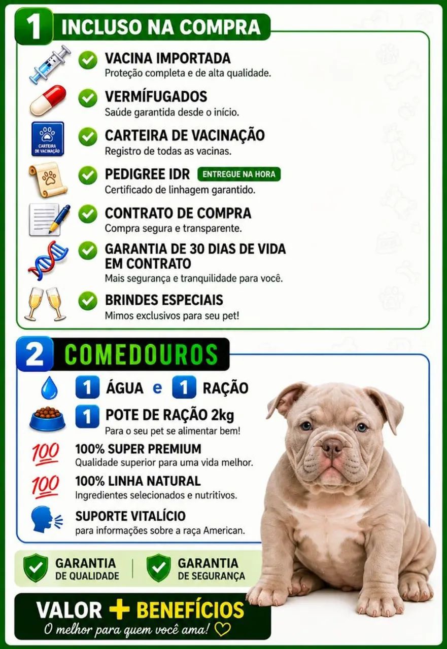 American Bully Micros lindíssimos  - Foto 4