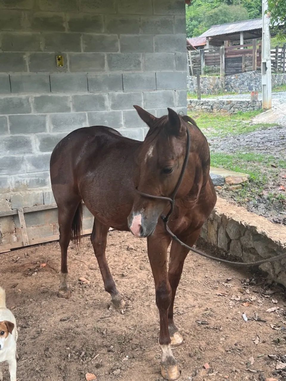 Quarto de Milha - Foto 5