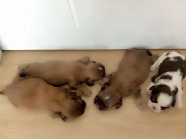 Shih Tzu  - Foto 3