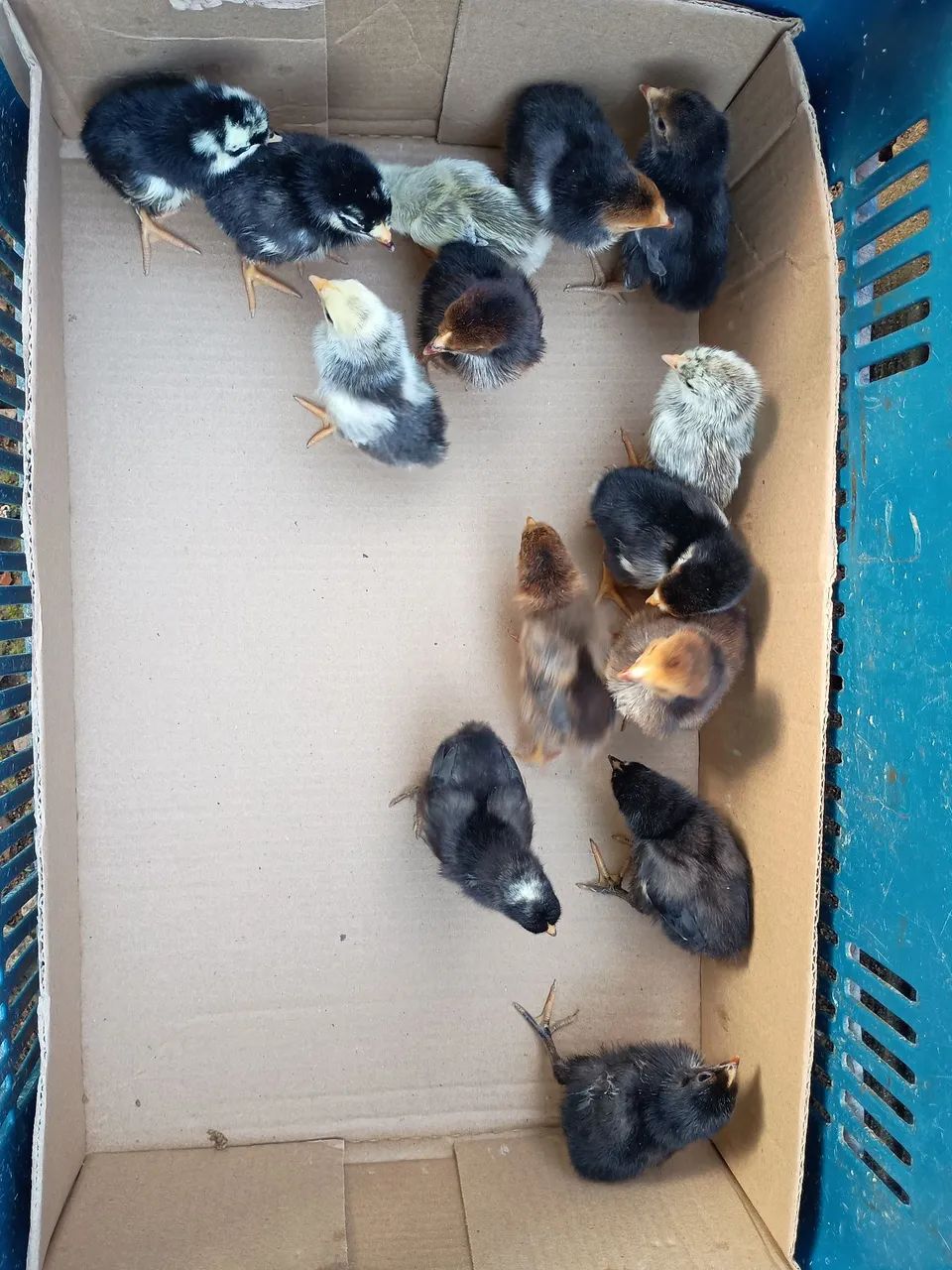 Pintinhos 