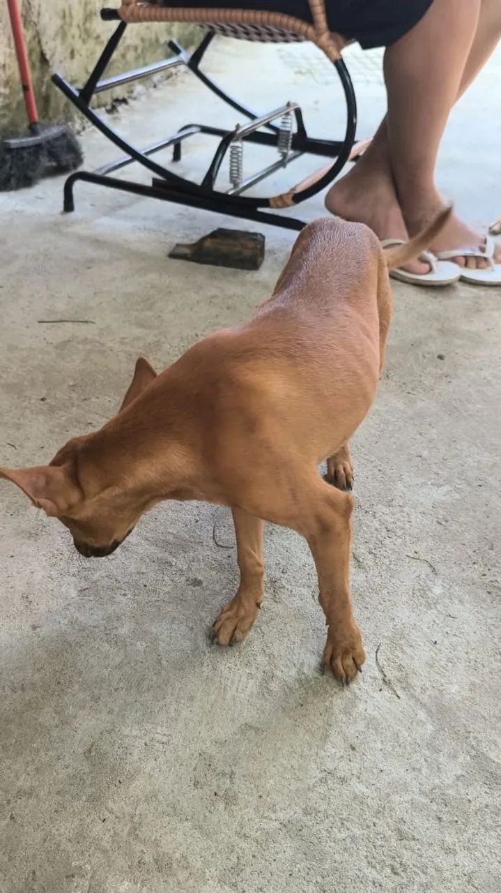 DOAÇÃO PITBUL COM VIRA-LATAS  - Foto 2