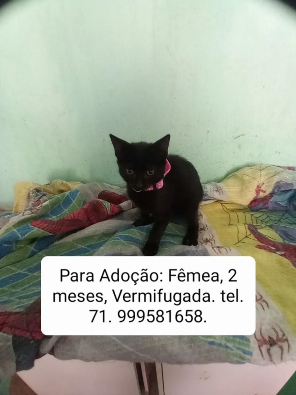 Gatos para Adoção  - Foto 4