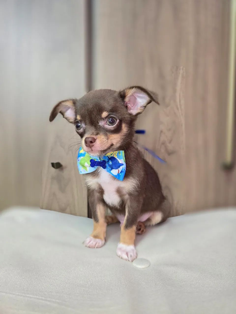 Chihuahua  machinho pelo curto  Chocotan - Foto 4
