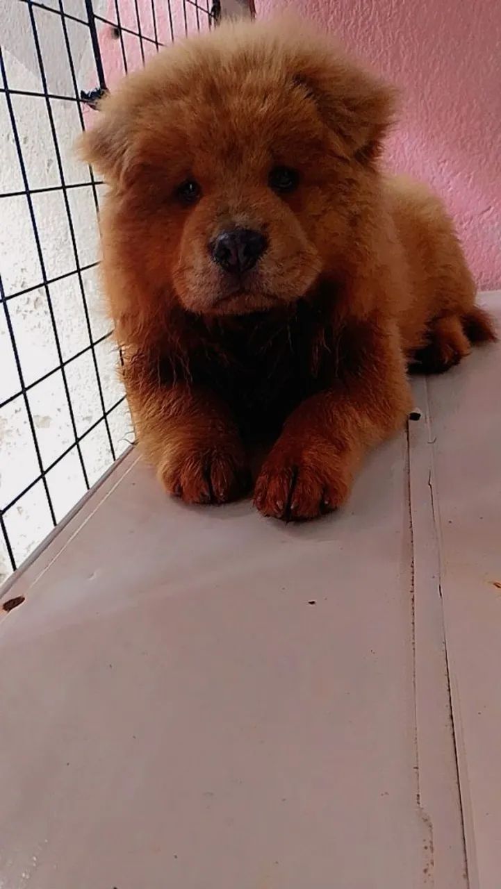 Filhote de Chow Chow macho  - Foto 2