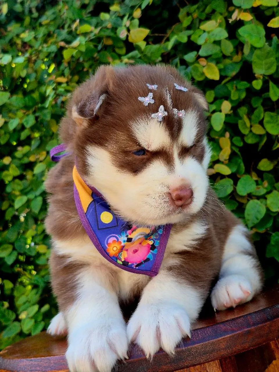 Filhotes husky wooly - Foto 4