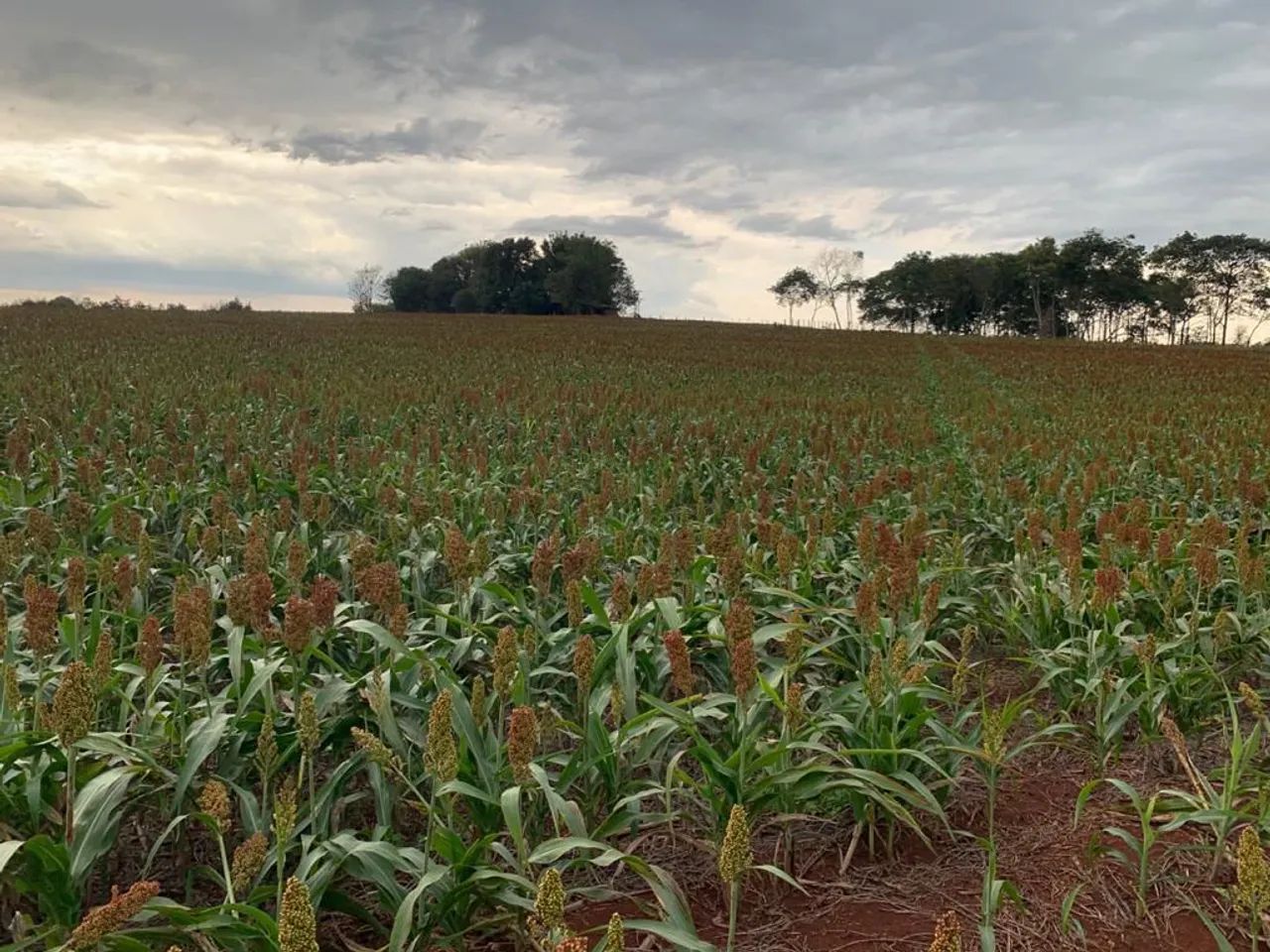 Sitio 4 milhões e 500 mil  - Foto 3