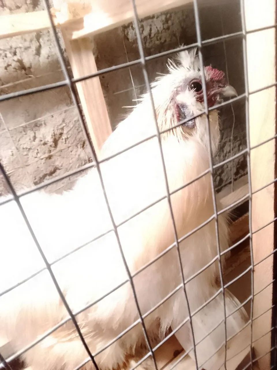 Galo  - Foto 2