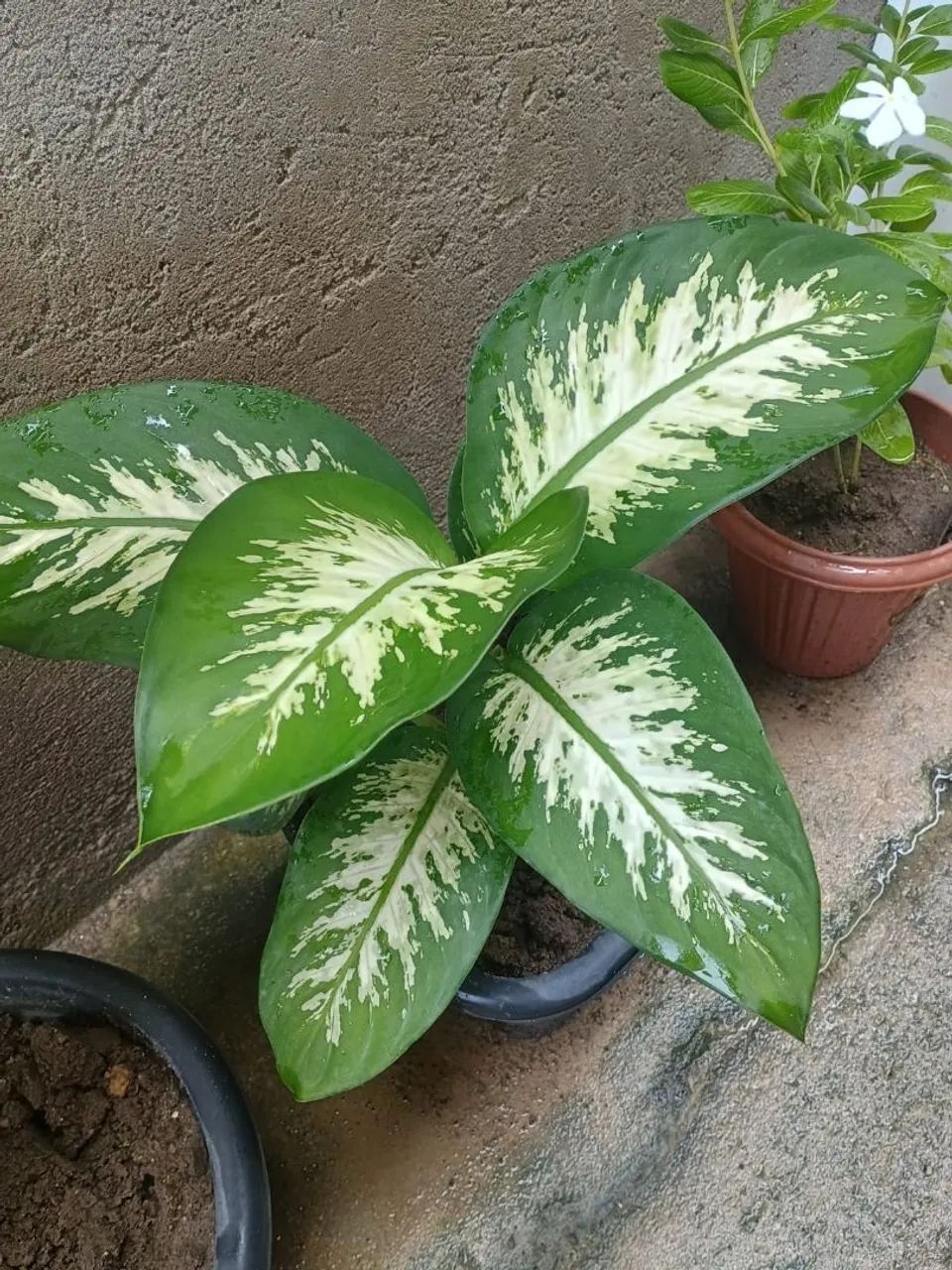 Vende-se um pé de comigo ninguém poder - Foto 3