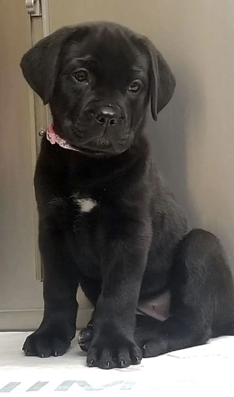 Cane Corso Conquista com Jeitinho Discreto