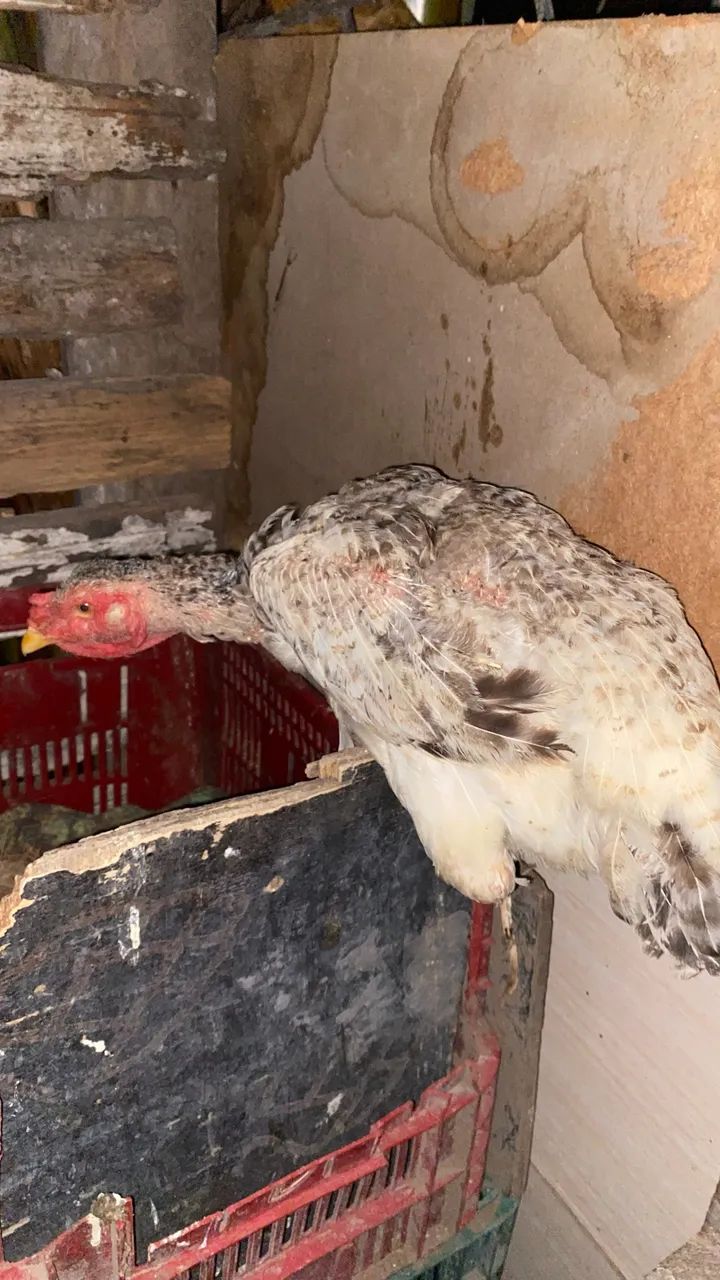 Galinhas caipira  - Foto 3