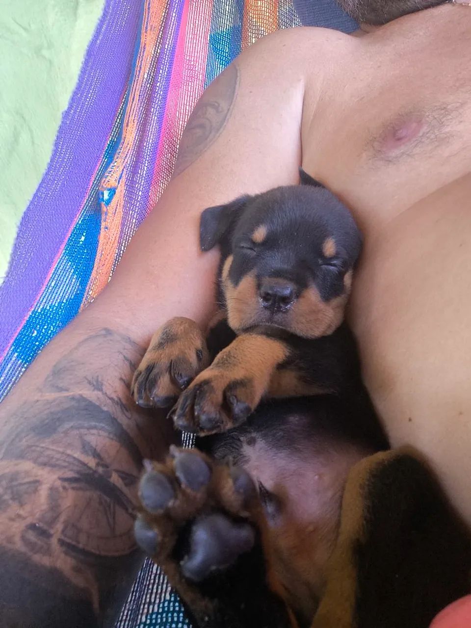 Filhote de Rottweiler  - Foto 2