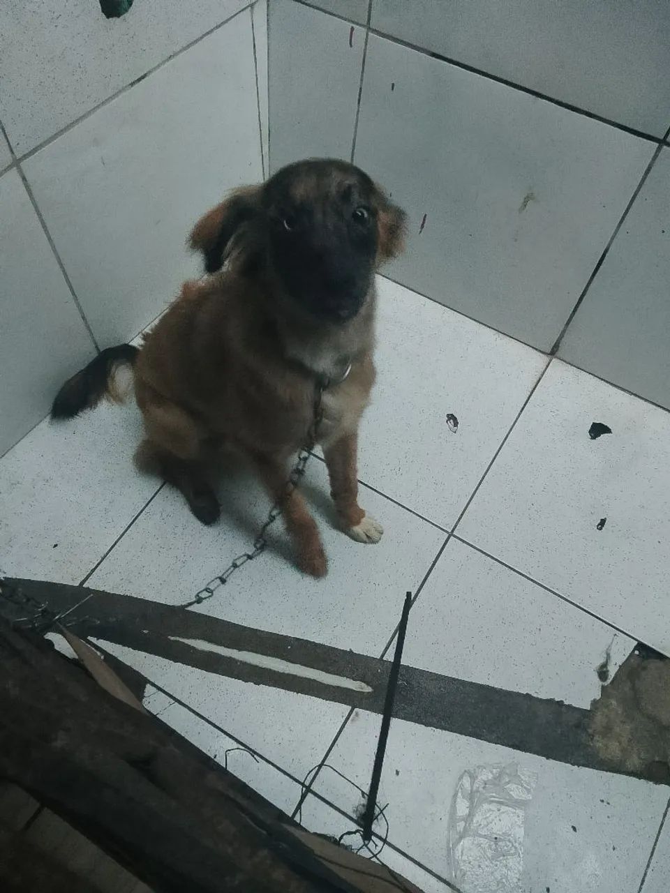 Cachorro de raça  - Foto 2