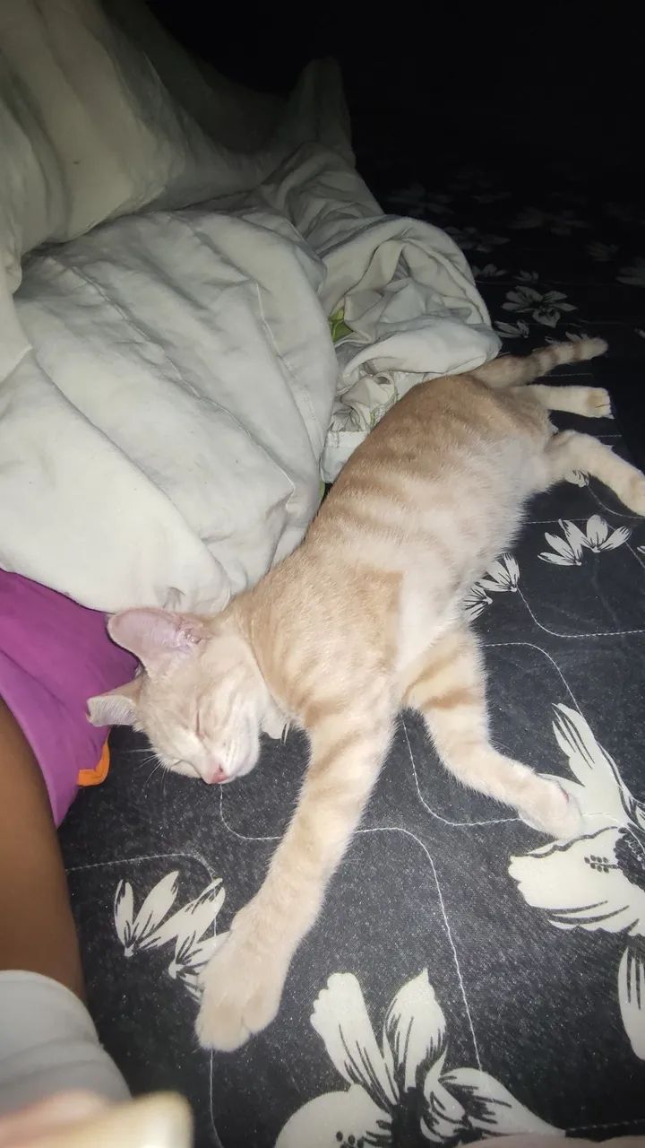 Gatinho para adoção  - Foto 2