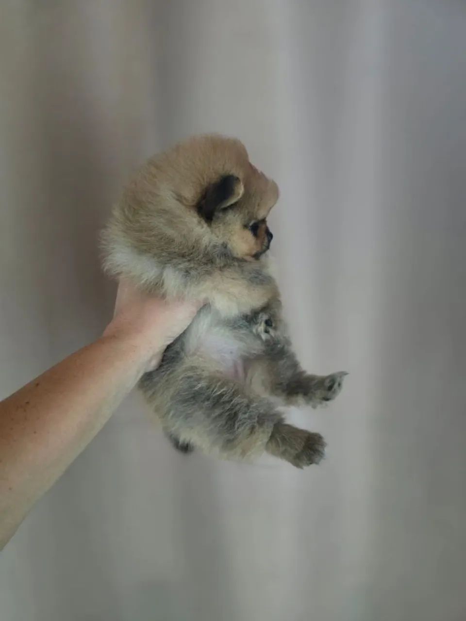 Spitz alemão  - Foto 3