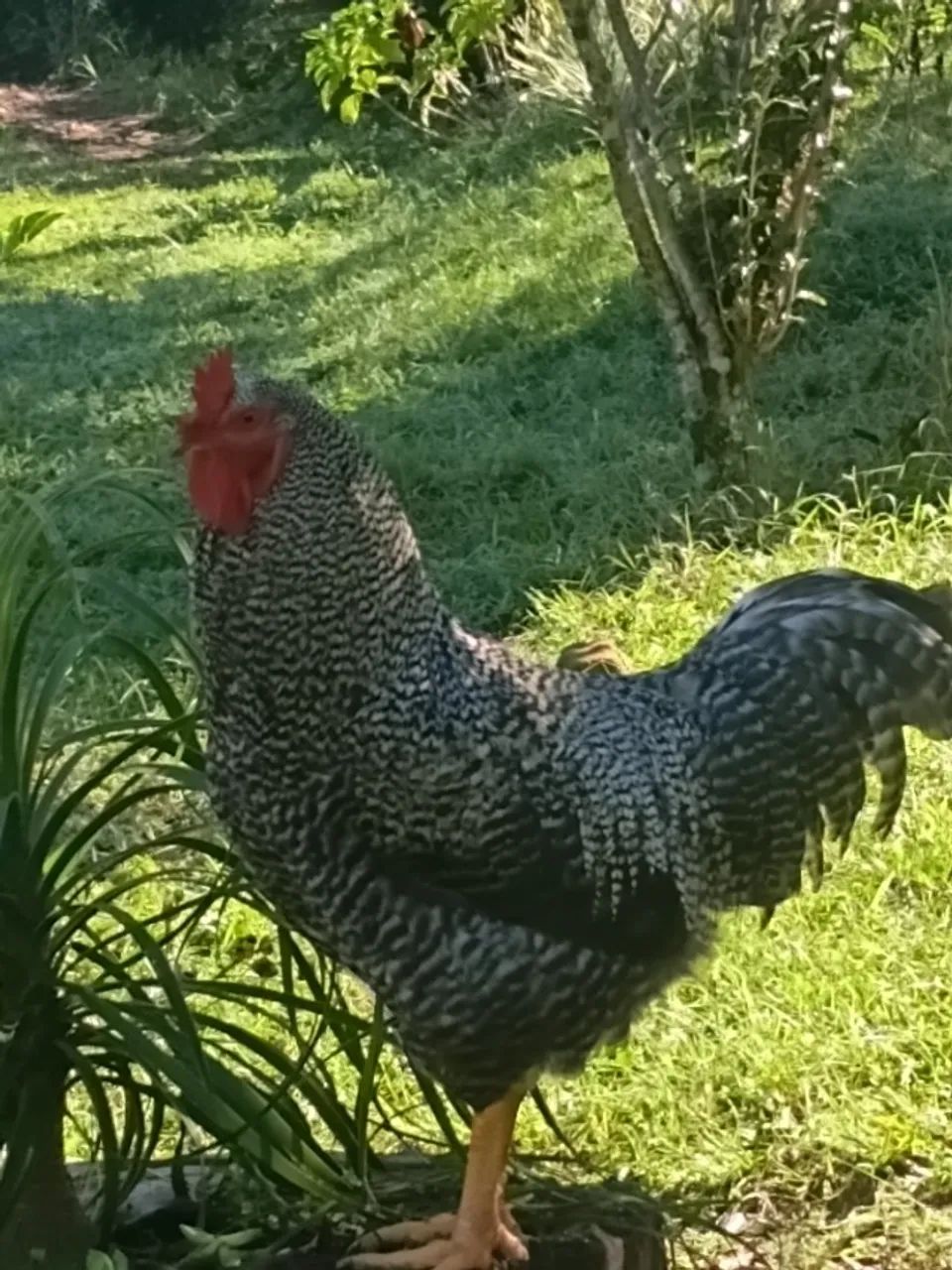 Galo caipira 