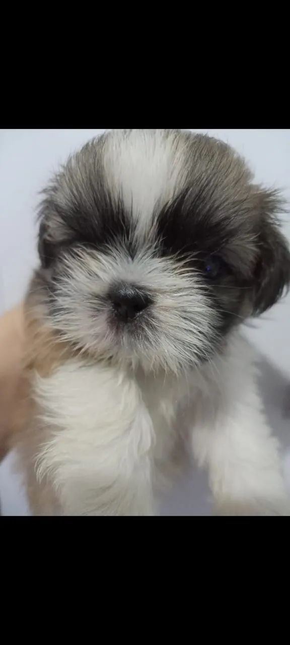 Shih tzu - Foto 4