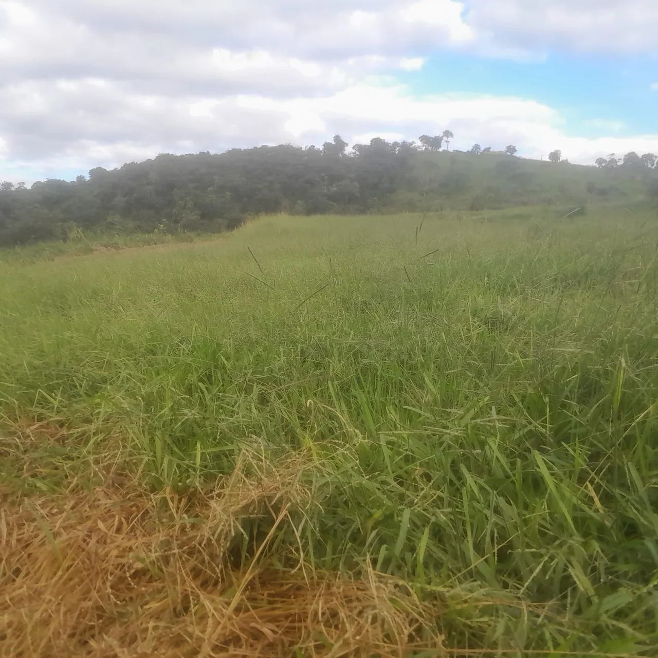 Terreno rural em mateus leme 