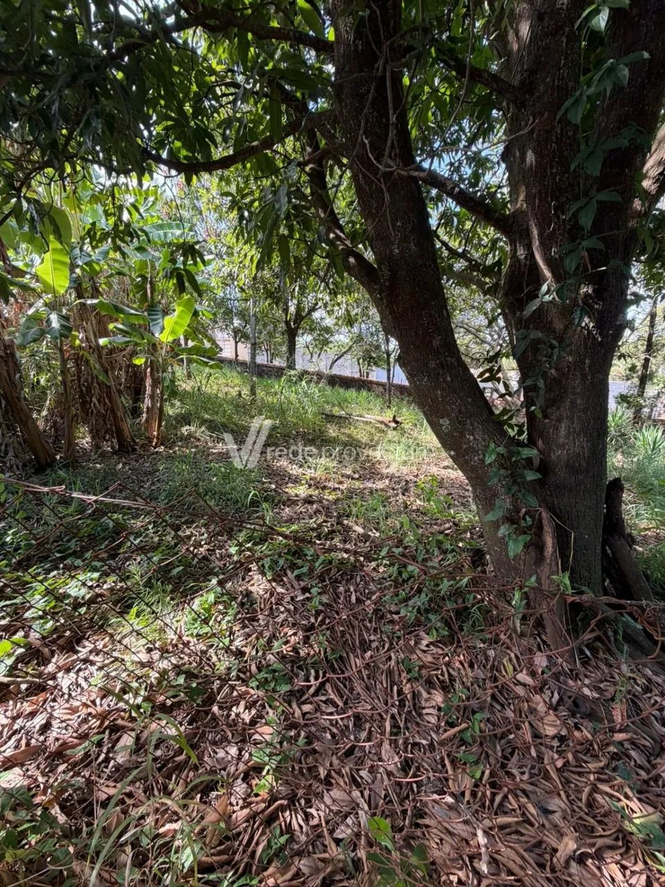  área - São Domingos - Paulínia - Foto 2
