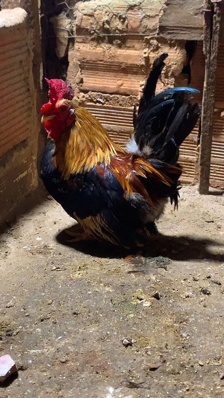 Vendo garnizé  0 - Foto 2