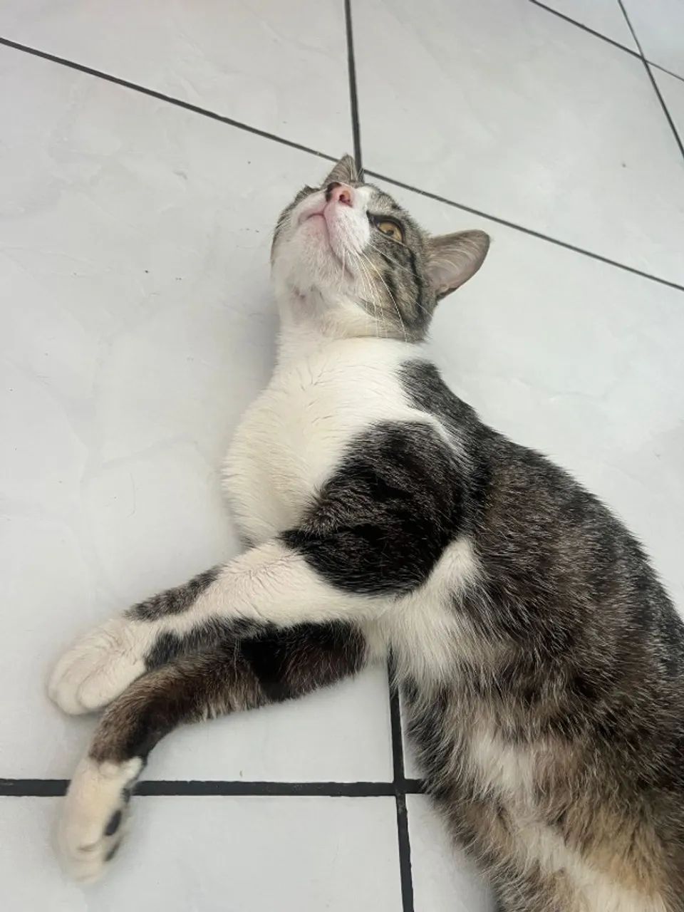 gato macho doação - Foto 3