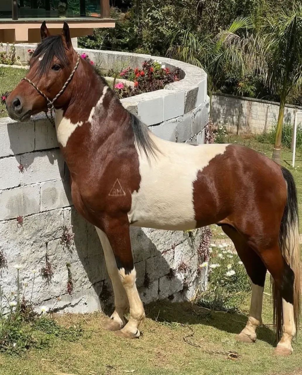 Cavalo marcha batida  - Foto 2