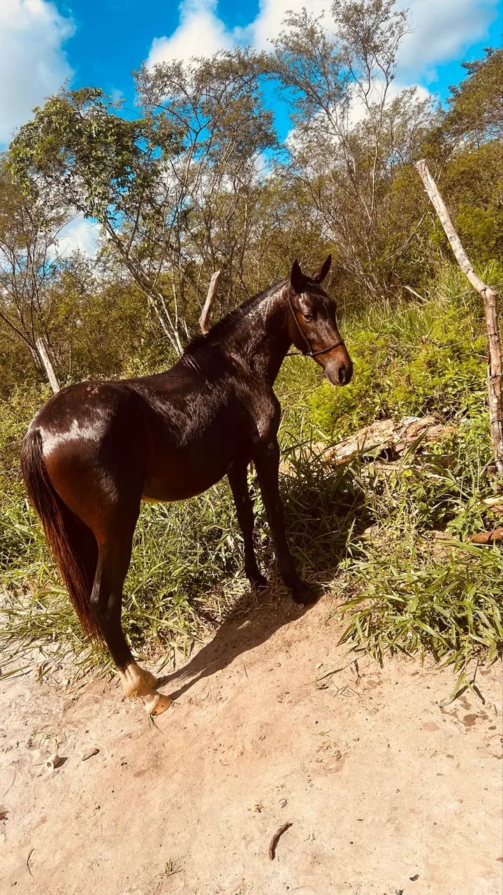 Vendo porda 1 ano e 9 meses 