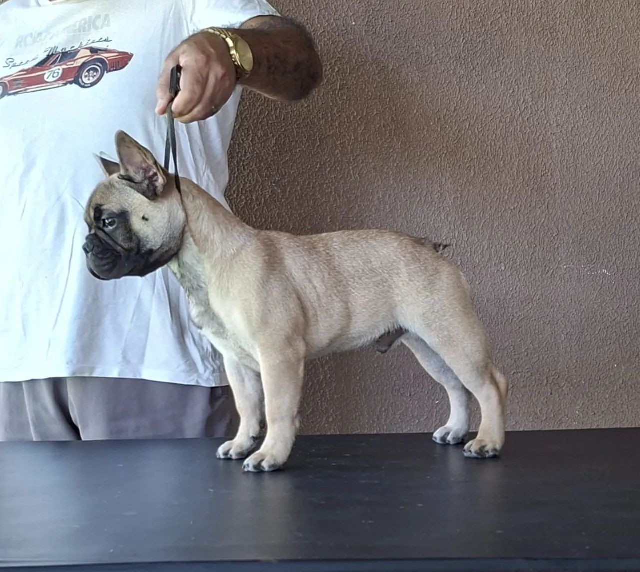 Venda de Buldogue Francês  - Foto 3