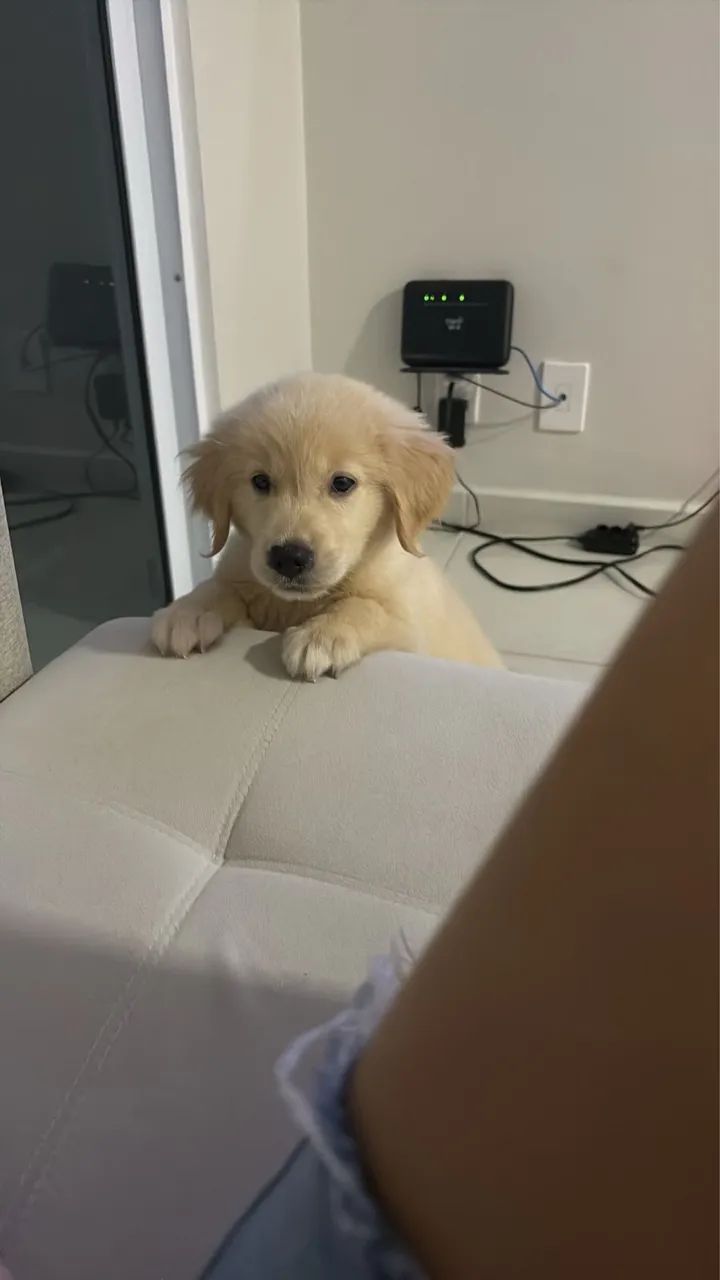 Golden Retriever - Foto 2
