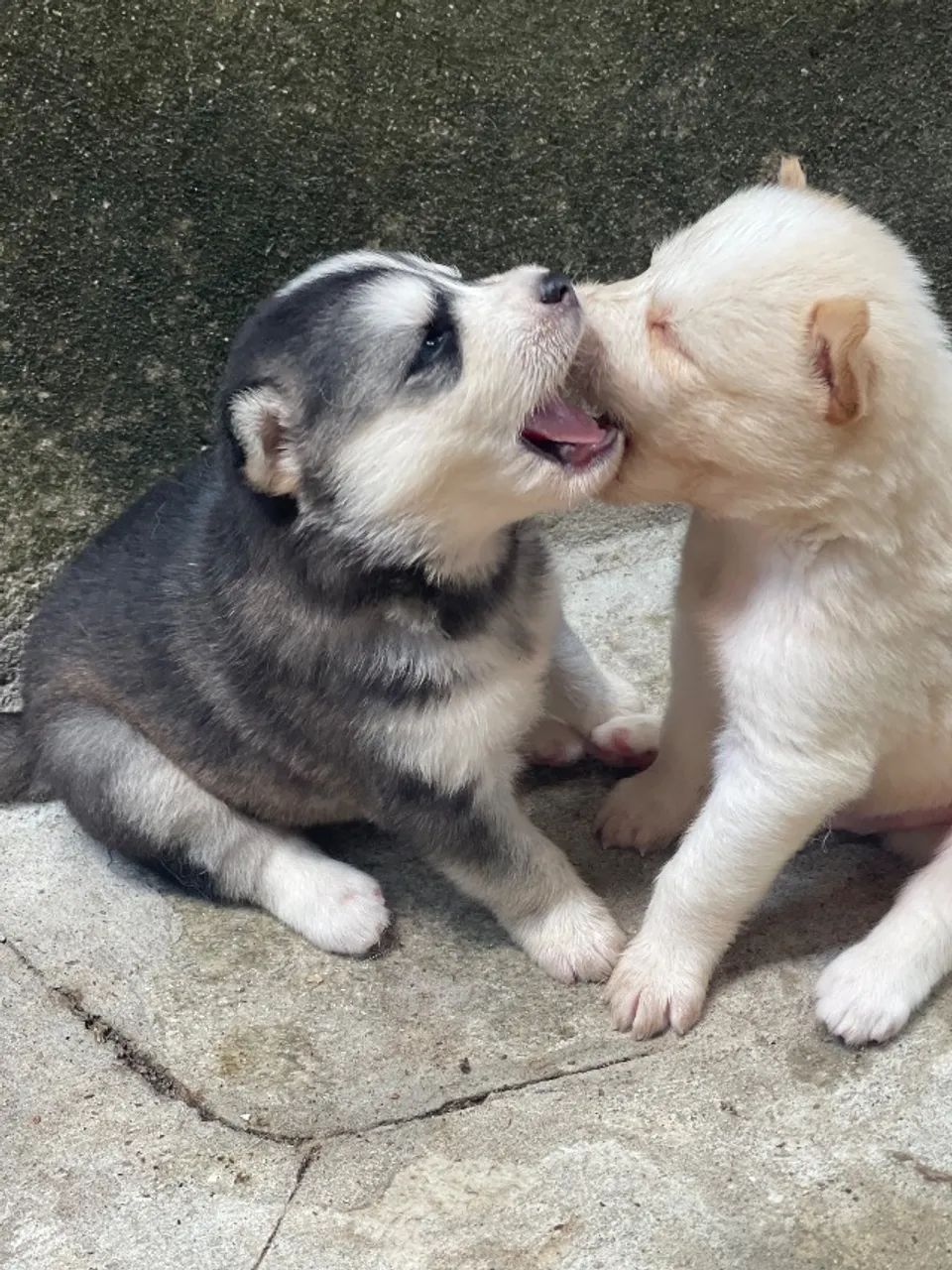 Husky siberiano  - Foto 2