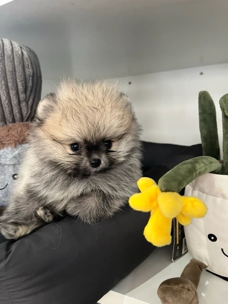 Spitz alemao anao  - Foto 2