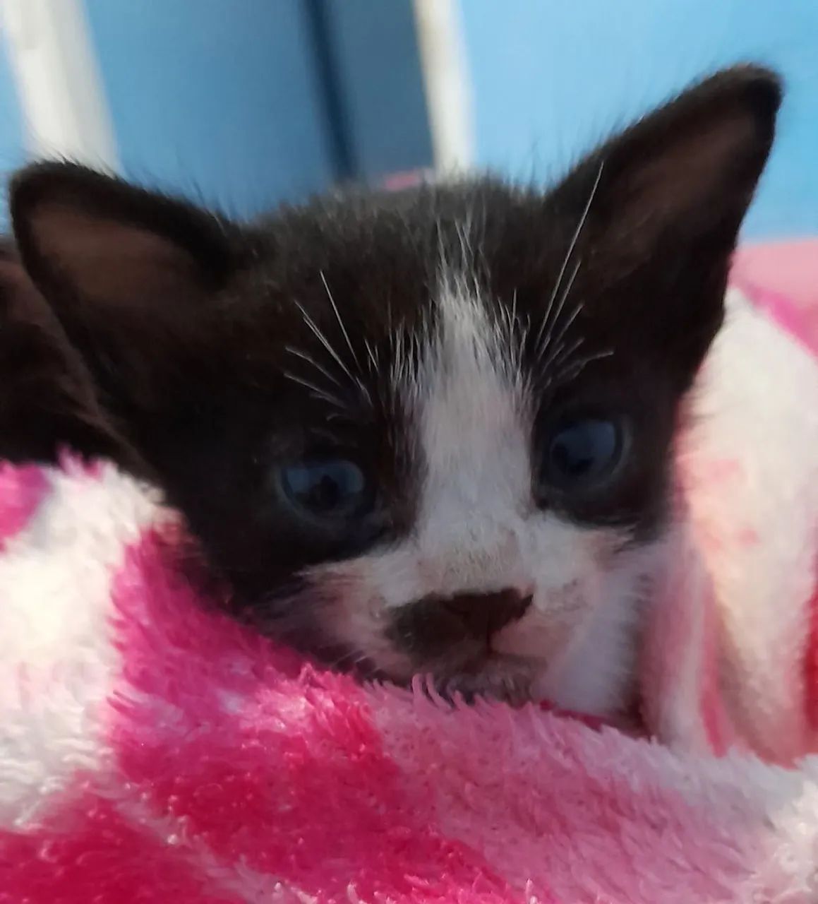 Doa-se Gato filhote (macho) - Foto 3