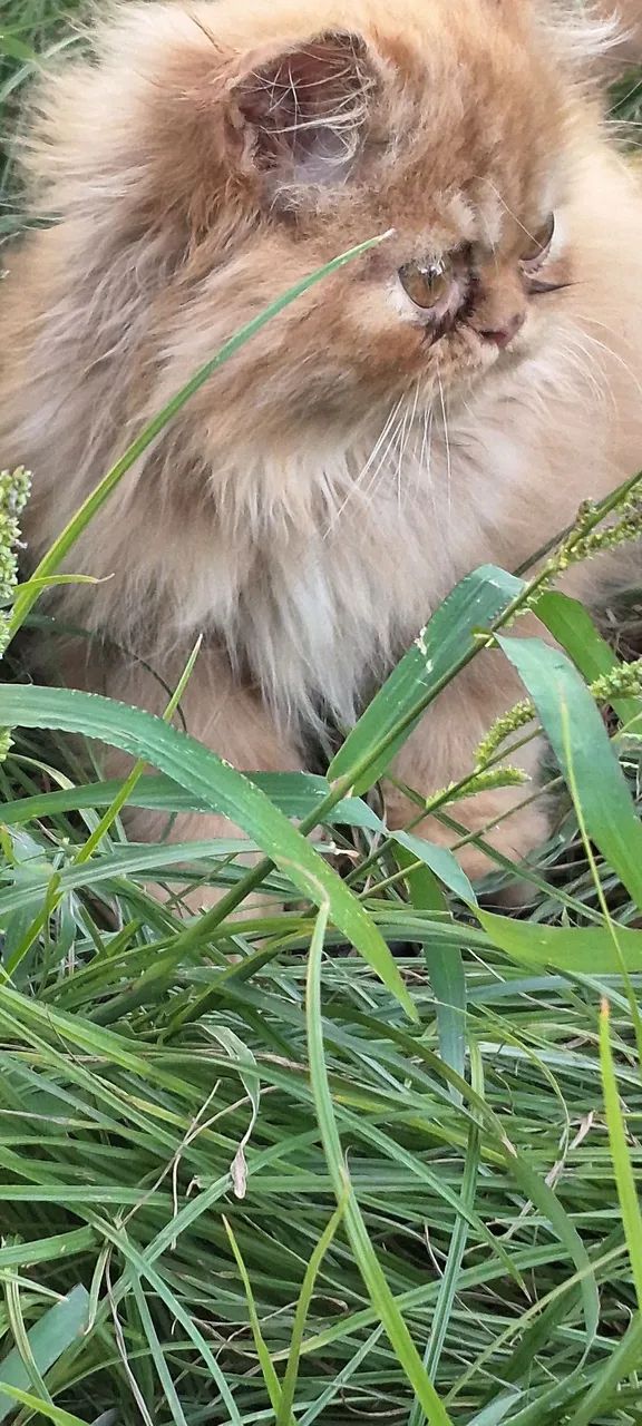 Filhote Persa show  - Foto 4