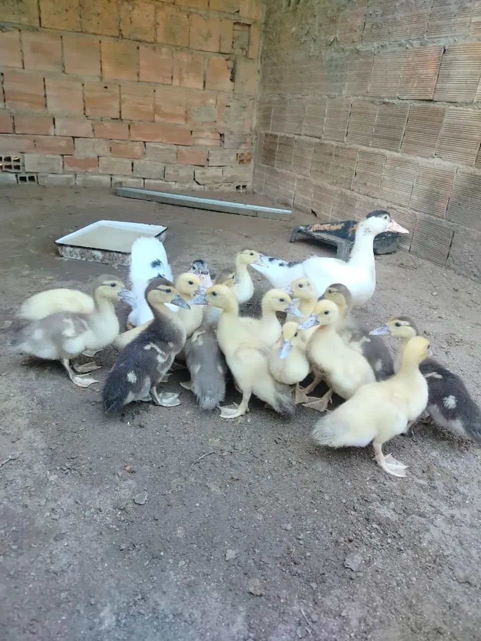 Patos