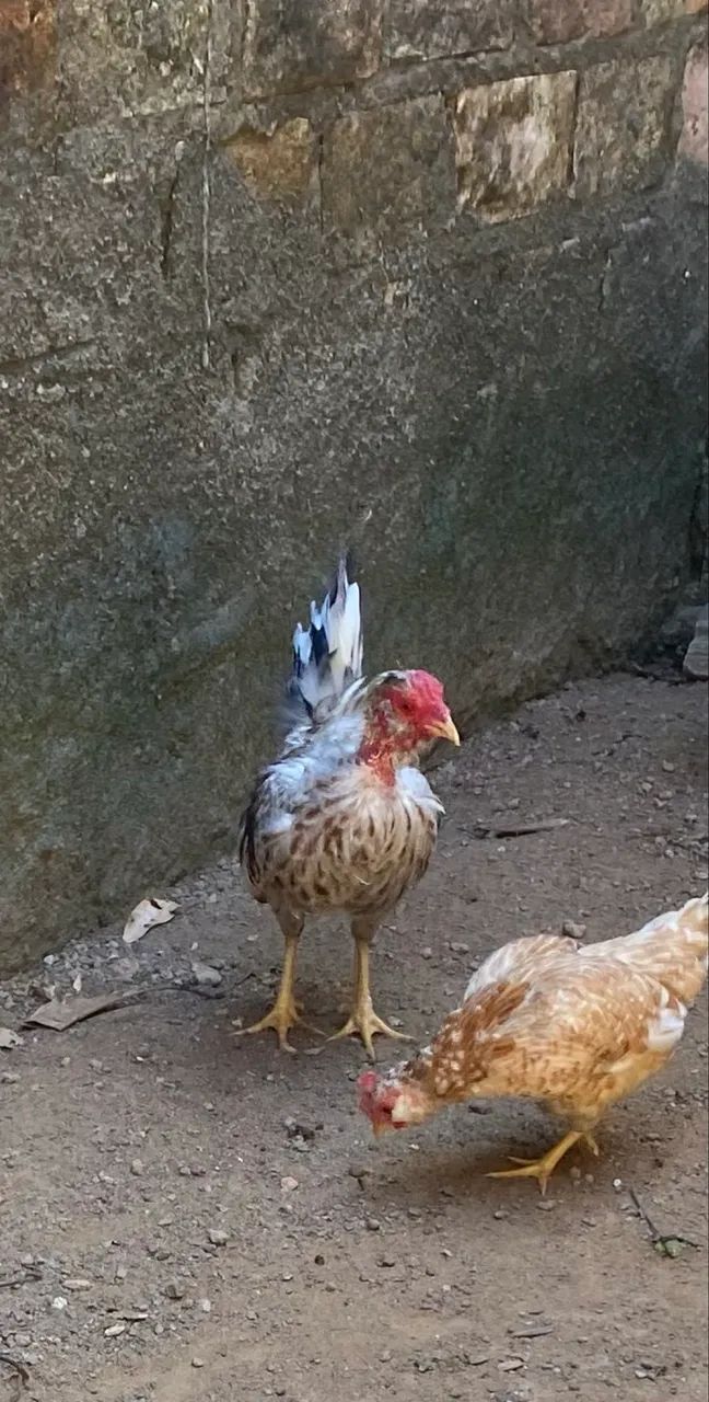 Vende-se casal de Garnize  - Foto 4