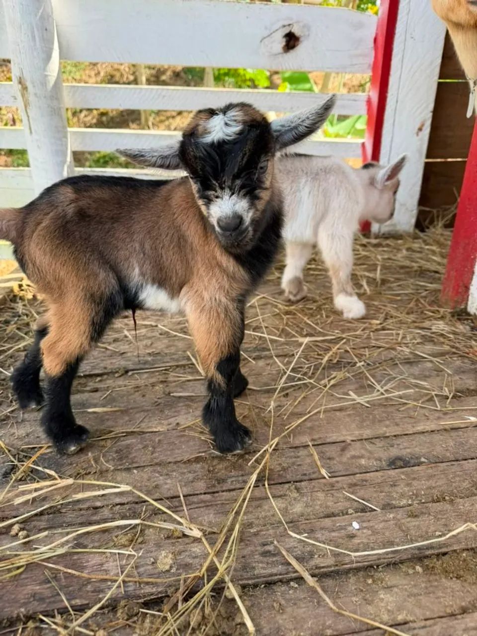 Mini Cabritinhos para venda - Foto 3