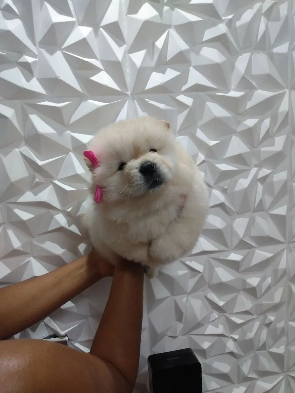 Chow chow americano top demais  - Foto 6