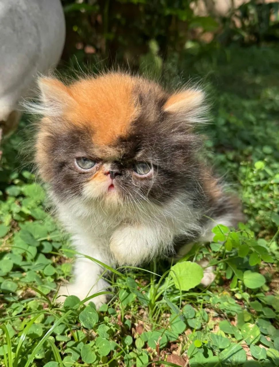 Gatos Persas  - Foto 2