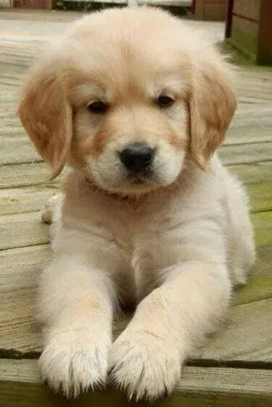 cachorro - Foto 5