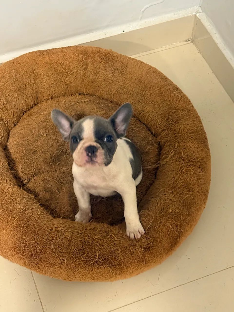 Buldogue francês 