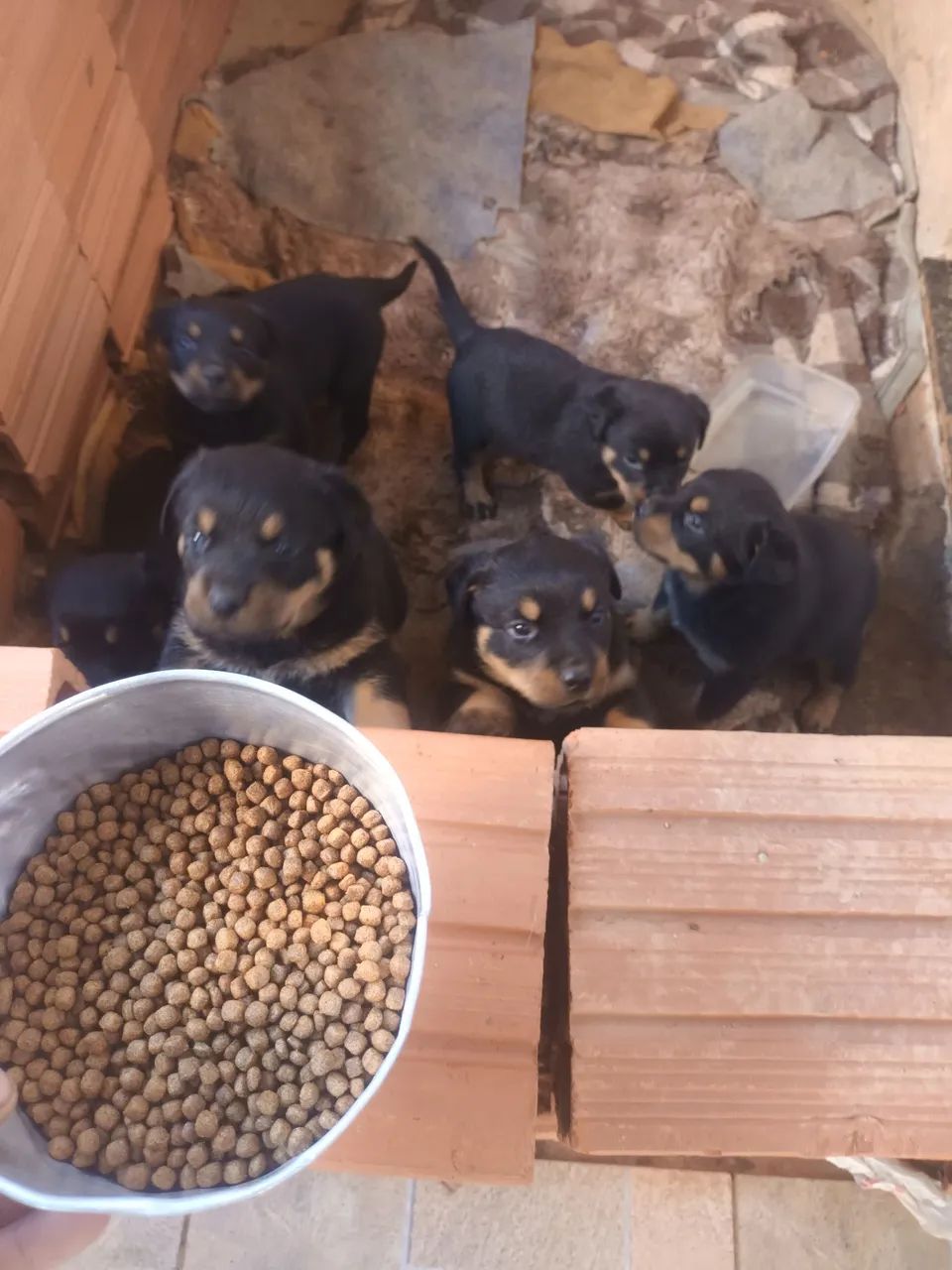 Rottweiler 