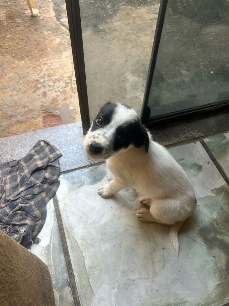 Border Collie  - Foto 3