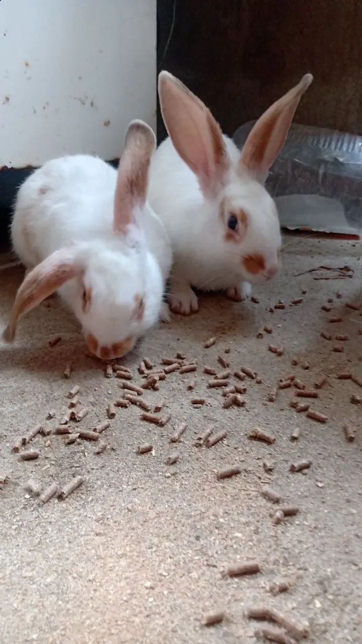 Coelhos dócil 